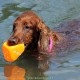RRS_Fotogalerien_2015-07-26_Seehund-Abzeichen143