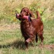 RRS_Fotogalerien_2015-07-26_Seehund-Abzeichen144
