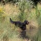 RRS_Fotogalerien_2015-07-26_Seehund-Abzeichen150