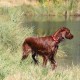RRS_Fotogalerien_2015-07-26_Seehund-Abzeichen159