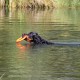 RRS_Fotogalerien_2015-07-26_Seehund-Abzeichen160