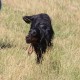 RRS_Fotogalerien_2015-07-26_Seehund-Abzeichen161