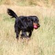 RRS_Fotogalerien_2015-07-26_Seehund-Abzeichen188