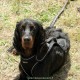 RRS_Fotogalerien_2015-07-26_Seehund-Abzeichen189