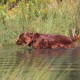 RRS_Fotogalerien_2015-07-26_Seehund-Abzeichen194