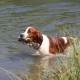 RRS_Fotogalerien_2015-07-26_Seehund-Abzeichen199
