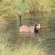 RRS_Fotogalerien_2015-07-26_Seehund-Abzeichen203