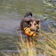 RRS_Fotogalerien_2015-07-26_Seehund-Abzeichen220
