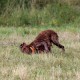 RRS_Fotogalerien_2015-07-26_Seehund-Abzeichen225