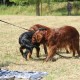 RRS_Fotogalerien_2015-07-26_Seehund-Abzeichen254