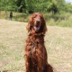 RRS_Fotogalerien_2015-07-26_Seehund-Abzeichen263