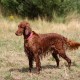 RRS_Fotogalerien_2015-07-26_Seehund-Abzeichen275