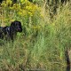 RRS_Fotogalerien_2015-07-26_Seehund-Abzeichen035