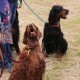 RRS_Fotogalerien_2016-06-12_Hundestunde013