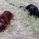 RRS_Fotogalerien_2016-06-12_Hundestunde027