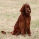 RRS_Fotogalerien_2016-06-12_Hundestunde038
