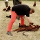 RRS_Fotogalerien_2016-06-12_Hundestunde053