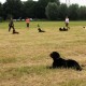 RRS_Fotogalerien_2016-06-12_Hundestunde078