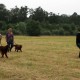 RRS_Fotogalerien_2016-06-12_Hundestunde093