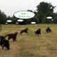 RRS_Fotogalerien_2016-06-12_Hundestunde100