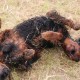 RRS_Fotogalerien_2016-06-12_Hundestunde132