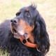 RRS_Fotogalerien_2016-06-12_Hundestunde133