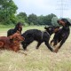 RRS_Fotogalerien_2016-06-12_Hundestunde152