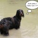 RRS_Fotogalerien_2016-06-12_Hundestunde156