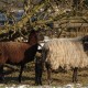RRS_Fotogalerien_2017-01-22_Steinexkursion026